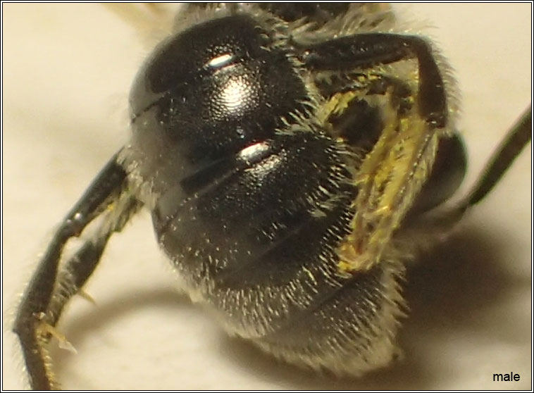 Andrena semilaevis, Shiny-margined Mini-mining bee