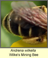 Andrena wilkella, Wilke's Mining Bee