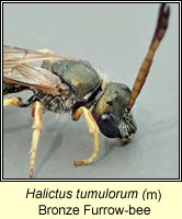 Halictus tumulorum, Bronze Furrow-bee