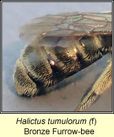 Halictus tumulorum, Bronze Furrow-bee
