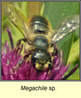 Megachile sp