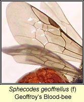 Sphecodes geoffrellus, Geoffroy's Blood-bee
