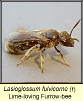 Lasioglossum fulvicorne, Lime-loving Furrow-bee