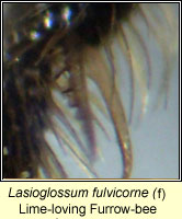 Lasioglossum fulvicorne, Lime-loving Furrow-bee