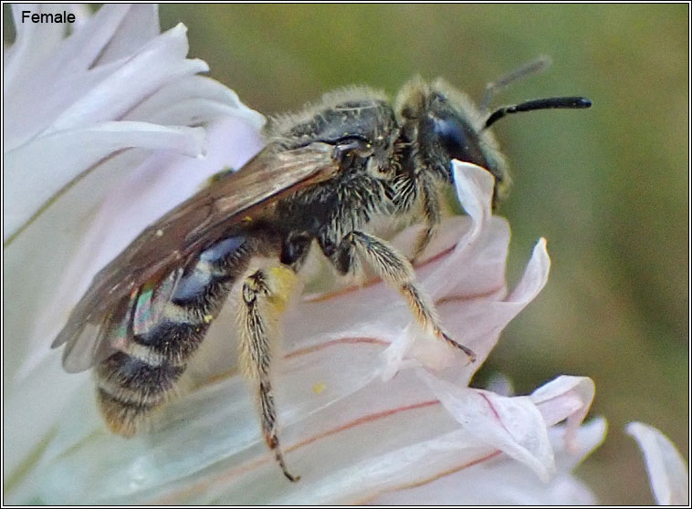 Lasioglossum malachurum, Sharp-collared Furrow-bee