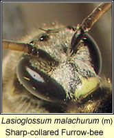Lasioglossum malachurum, Sharp-collared Furrow-bee