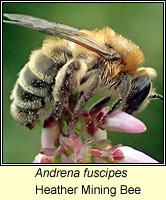 Andrena fuscipes, Heather Mining Bee