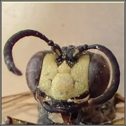 Cerceris rybyensis, Ornate Tailed Digger Wasp