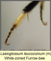 Lasioglossum leucozonium, White-zoned Furrow-bee
