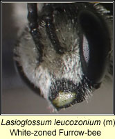 Lasioglossum leucozonium, White-zoned Furrow-bee