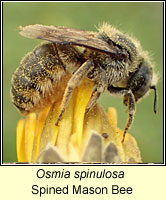 Osmia spinulosa, Spined Mason Bee