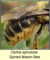 Osmia spinulosa, Spined Mason Bee