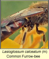 Lasioglossum calceatum, Common Furrow-bee