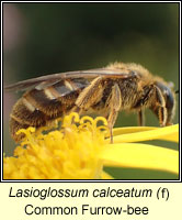 Lasioglossum calceatum, Common Furrow-bee