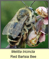 Melitta tricincta, Red Bartsia Bee