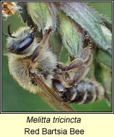 Melitta tricincta, Red Bartsia Bee