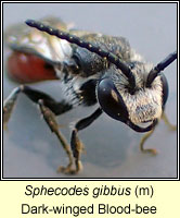 Sphecodes gibbus, Dark-winged Blood-bee