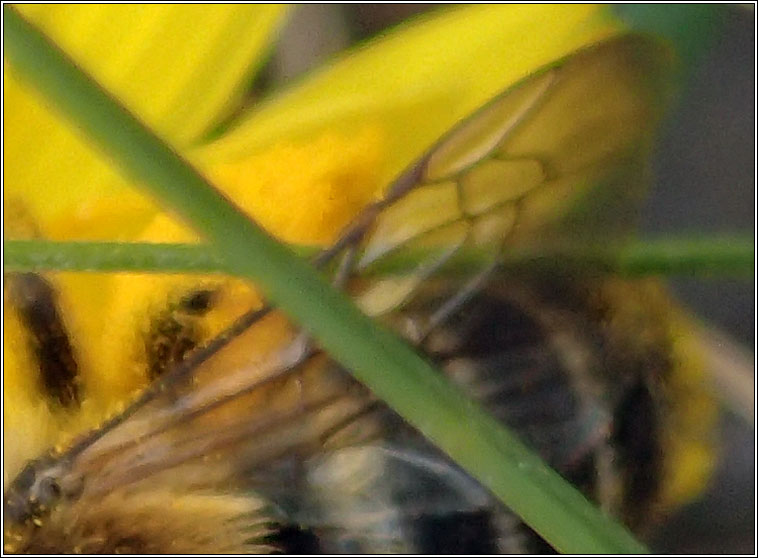 Dasypoda hirtipes, Pantaloon Bee
