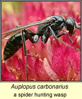 Auplopus carbonarius