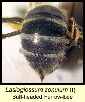 Lasioglossum zonulum, Bull-headed Furrow-bee