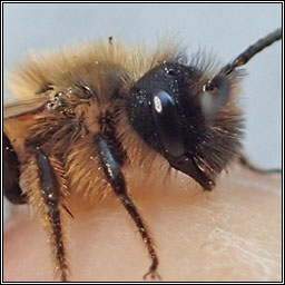Andrena nigroaenea, Buffish Mining Bee