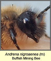 Andrena nigroaenea, Buffish Mining Bee