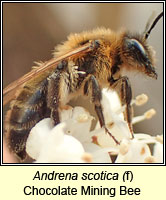 Andrena scotica, Chocolate Mining Bee