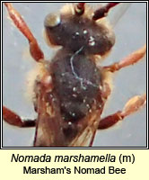 Nomada marshamella, Marsham's Nomad Bee