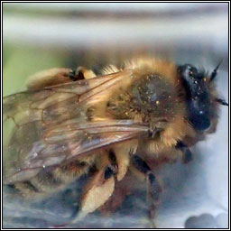 Andrena bimaculata, Large Gorse Mining Bee