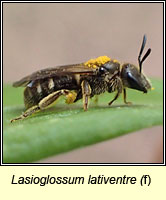 Lasioglossum lativentre