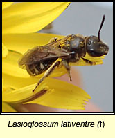 Lasioglossum lativentre