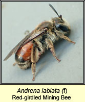 Andrena labiata, Red-girdled Mining Bee