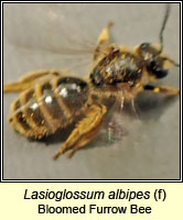 Lasioglossum albipes, Bloomed Furrow Bee