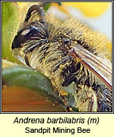 Andrena barbilabris, Sandpit Mining Bee