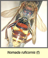Nomada ruficornis