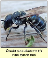 Osmia caerulescens, Blue Mason Bee