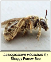 Lasioglossum vilosullum