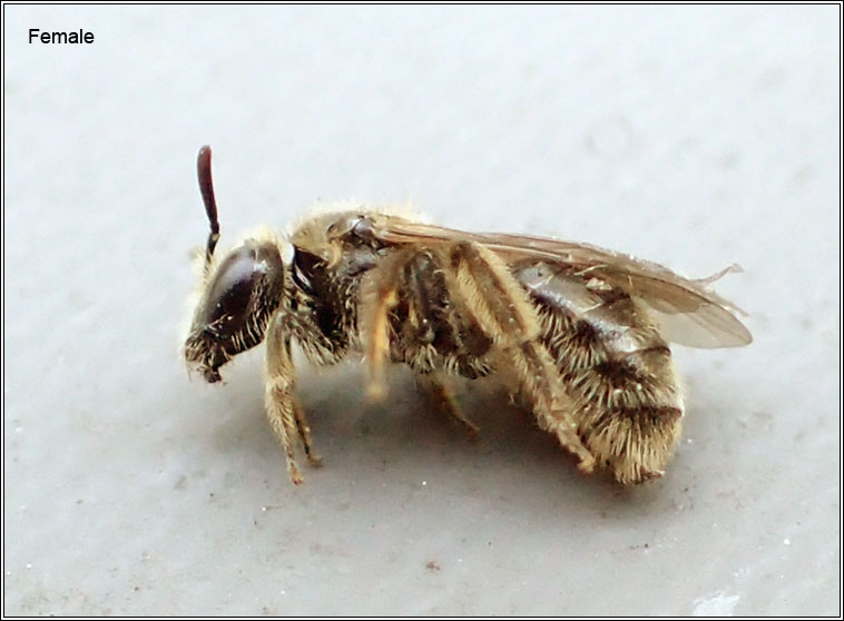 Lasioglossum villosulum, Shaggy Furrow Bee