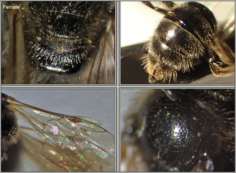 Lasioglossum villosulum, Shaggy Furrow Bee