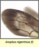Anoplius nigerrimus