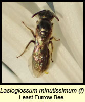 Lasioglossum minutissimum, Least Furrow Bee