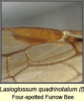 Lasioglossum quadrinotatum, Four-spotted Furrow Bee