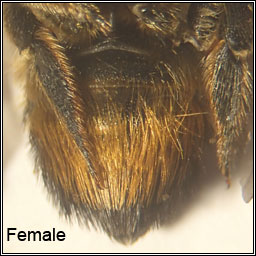 Megachile willughbiella, Willughby's Leafcutter Bee