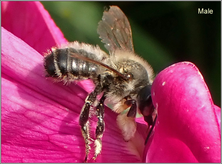 Megachile willughbiella, Willughby's Leafcutter Bee