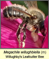 Megachile willughbiella, Willughby's Leafcutter Bee