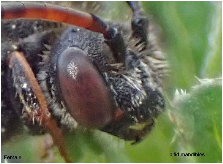 Nomada fabriciana, Fabricius' Nomad Bee