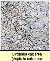 Circinaria calcarea (Aspicilia calcarea)