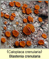 Blastenia crenularia (Caloplaca crenularia)