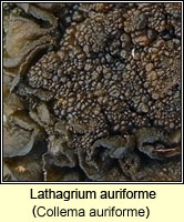 Lathagrium auriforme (Collema auriforme)