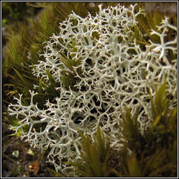 Lichen - Cladonia portentosa